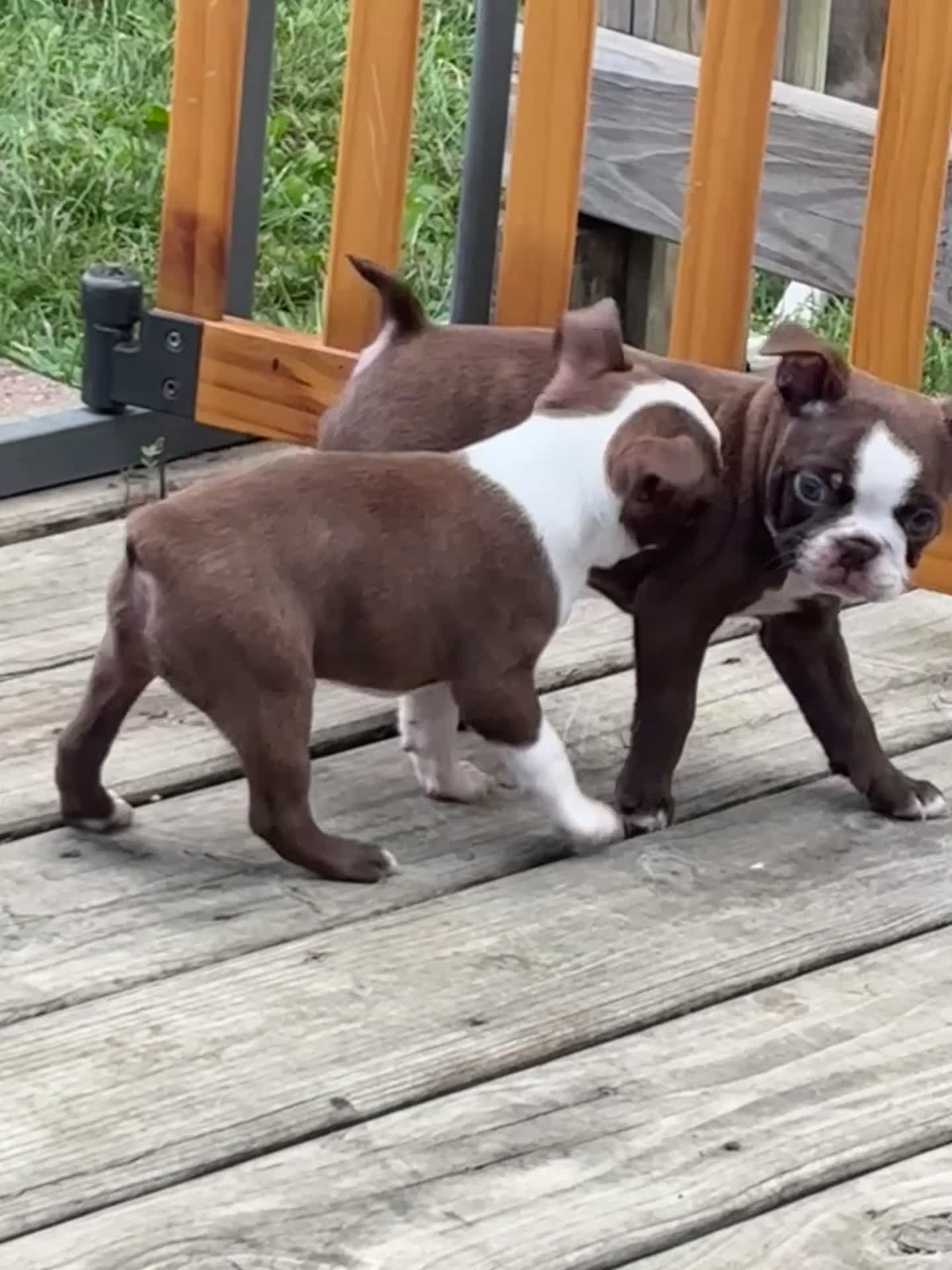 Boston Terrier dogs for sale: Pebbie - Video 1