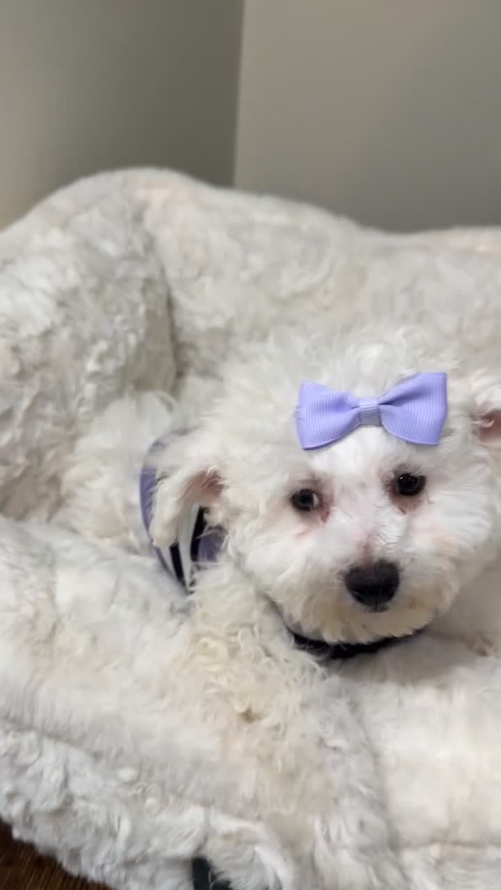 Maltipoo dogs for sale: Dream Bella  - Video 1