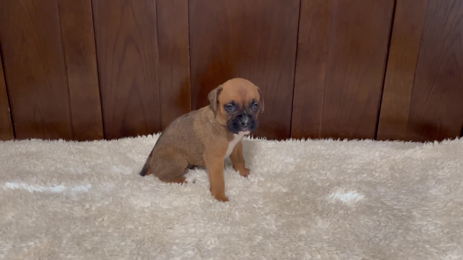 Boxer dogs for sale: Molly - Video 1