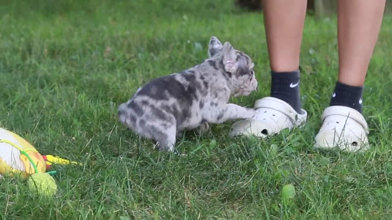 French Bulldog dogs for sale: Brodie - Video 1