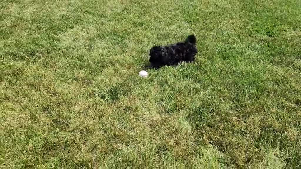 Mini Bernedoodle dogs for sale: Brock - Video 1