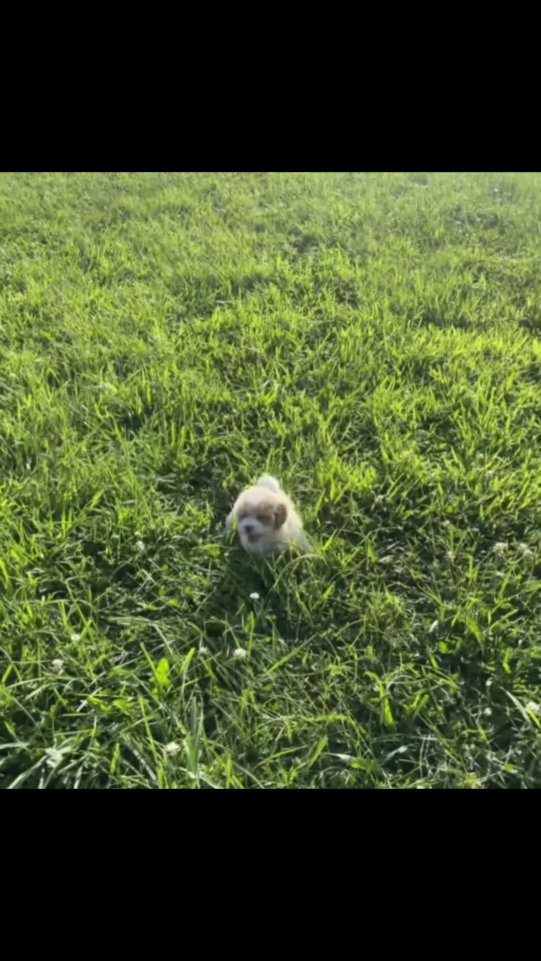 Maltipoo dogs for sale: Dax - Video 1