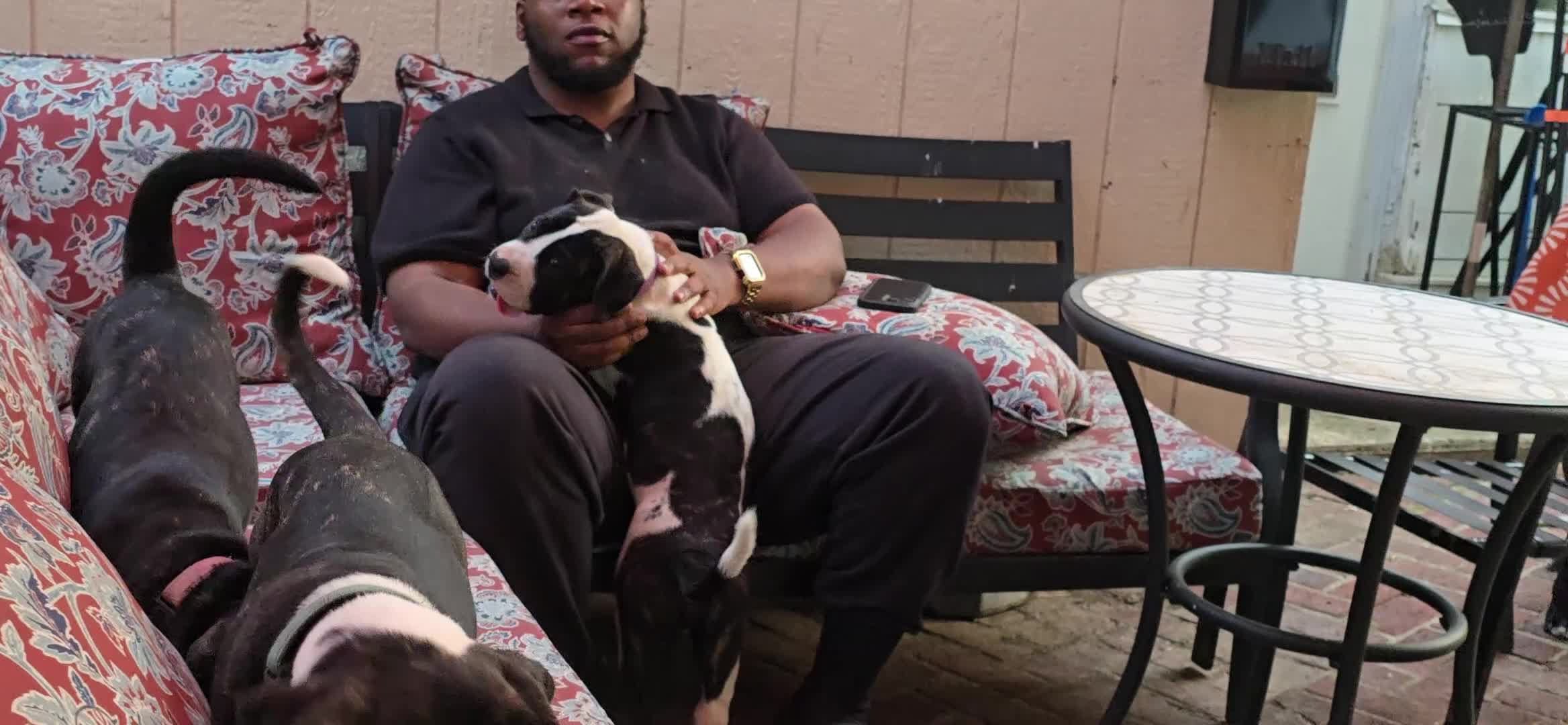 Presa Canario dogs for sale: Ms. Blue - Video 1