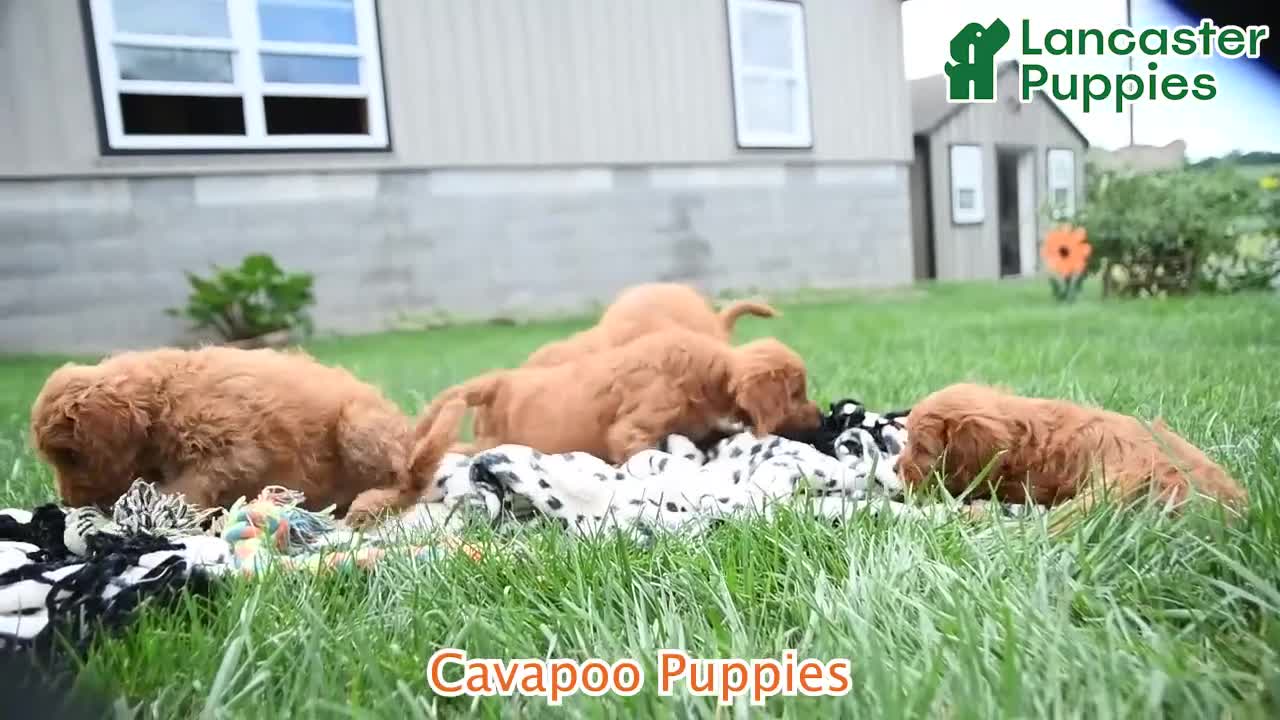Cavapoo dogs for sale: Dahlia - Video 1