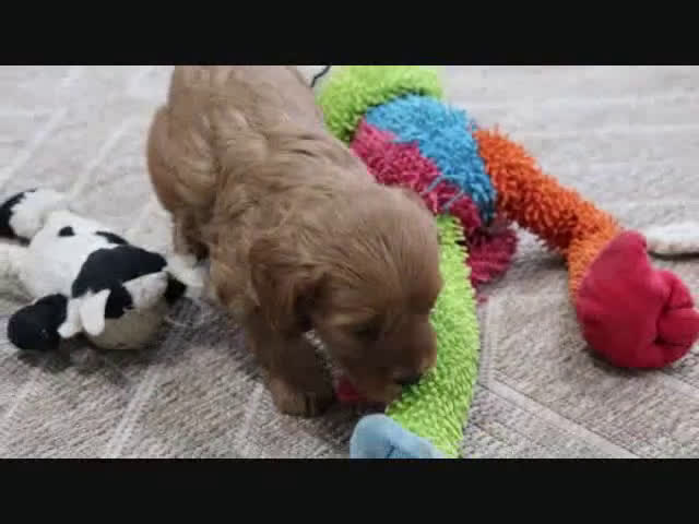 Mini Goldendoodle dogs for sale: Bella - Video 2