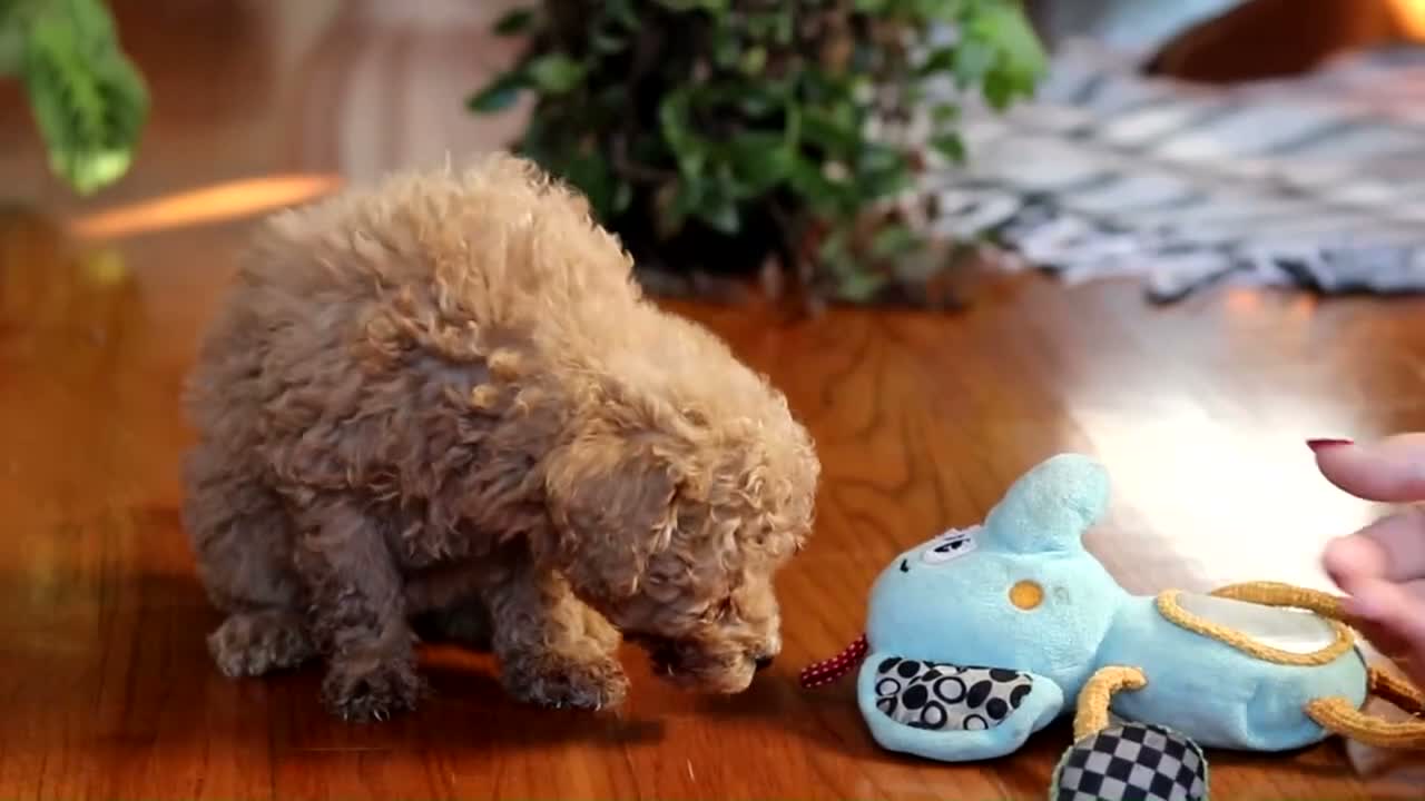 Miniature Poodle dogs for sale: Chloe - Video 1