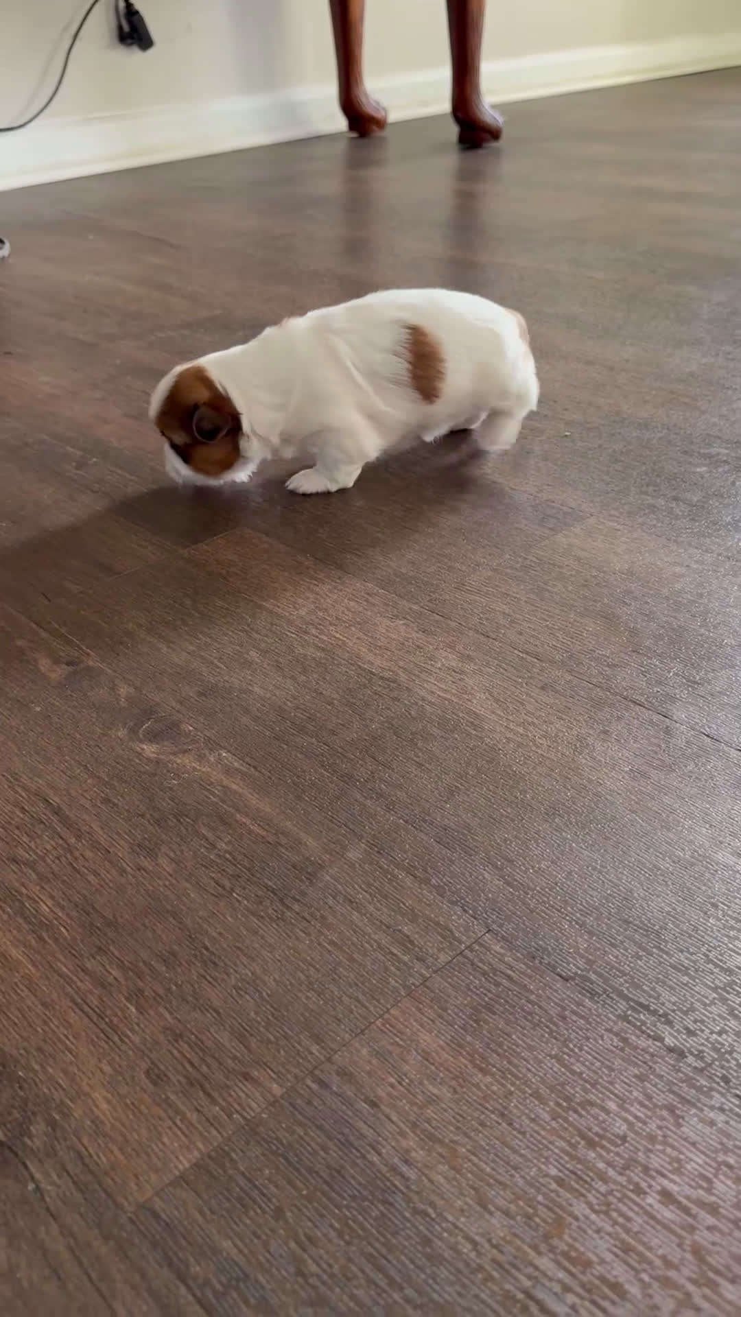 Shih Tzu dogs for sale: Shih Tzu Puppy 1 - Video 2