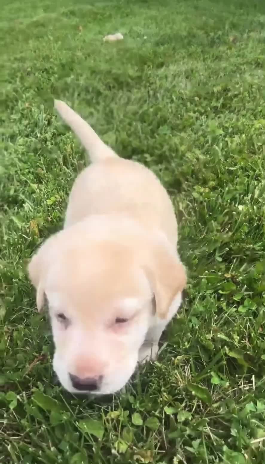 Labrador Retriever dogs for sale: Bullet  - Video 1