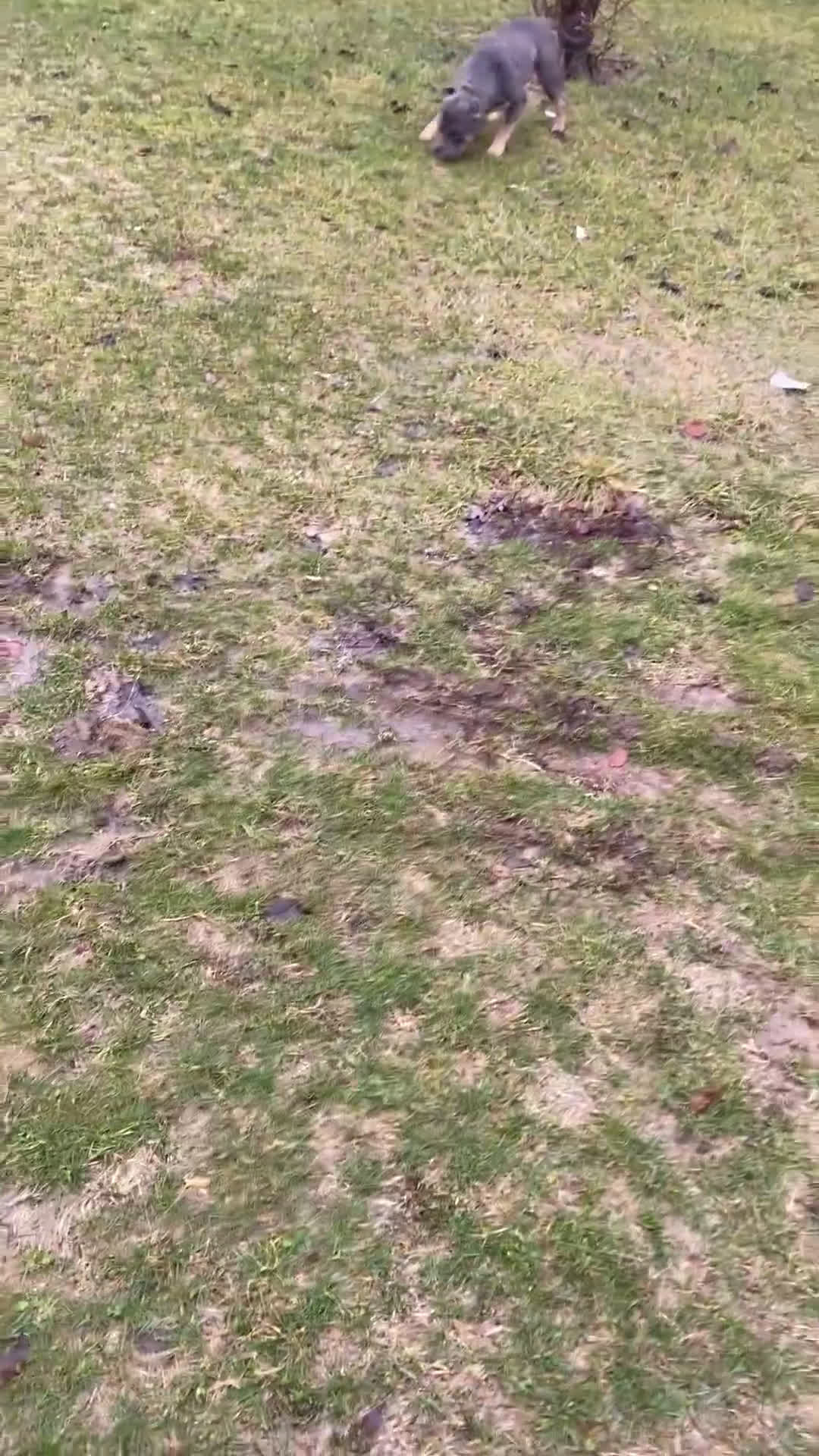 American Bully dogs for sale: American Bully Puppy 2 - Video 1