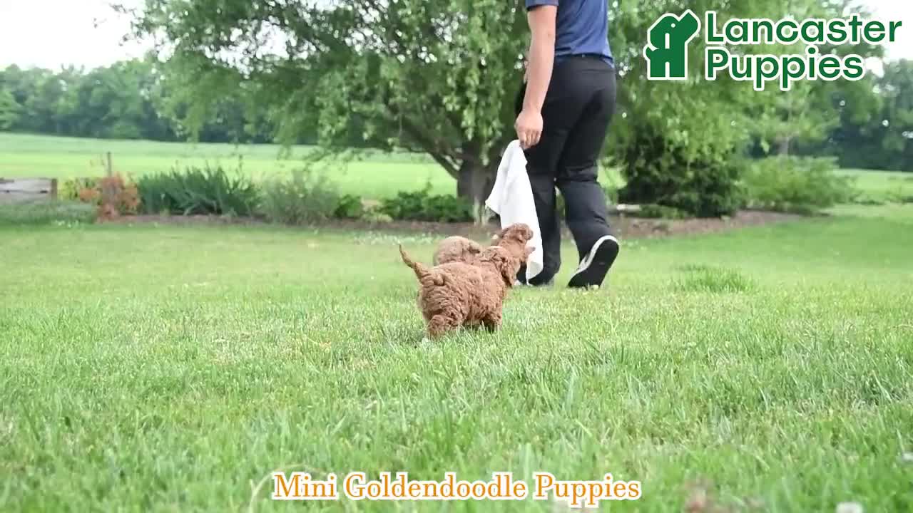 Mini Goldendoodle dogs for sale: Elsie - Video 1