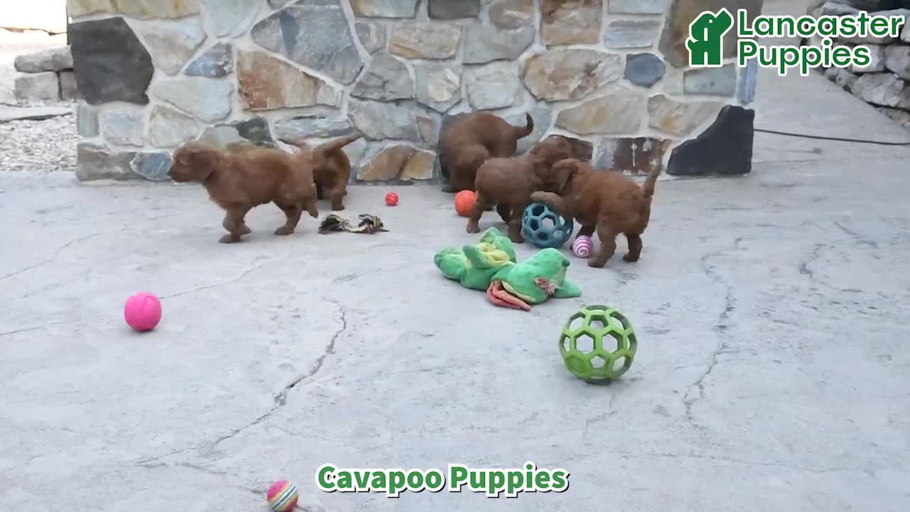 Cockapoo dogs for sale: Jolene - Video 1