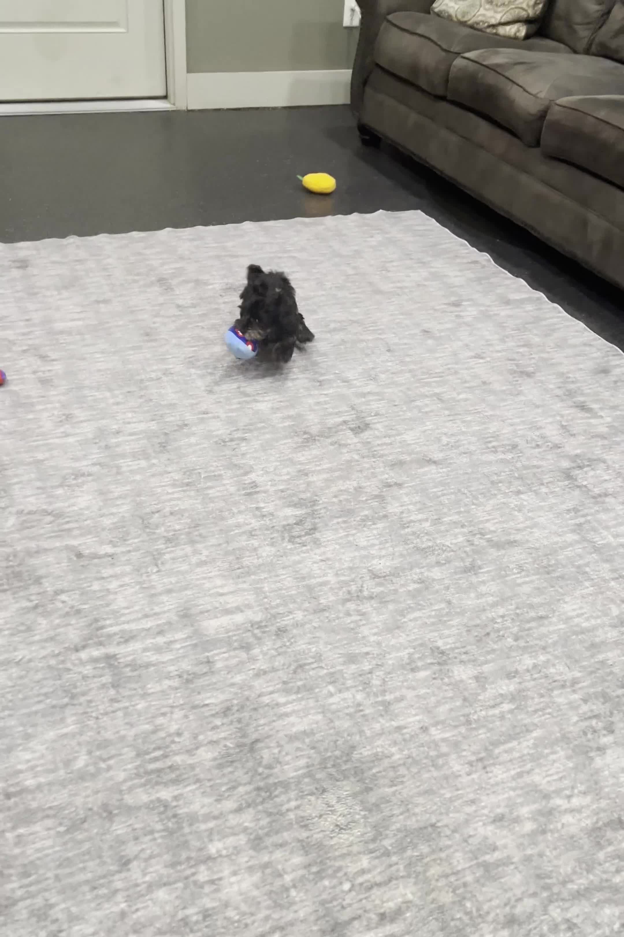 Mixed Breed dogs for sale: Star - Video 1