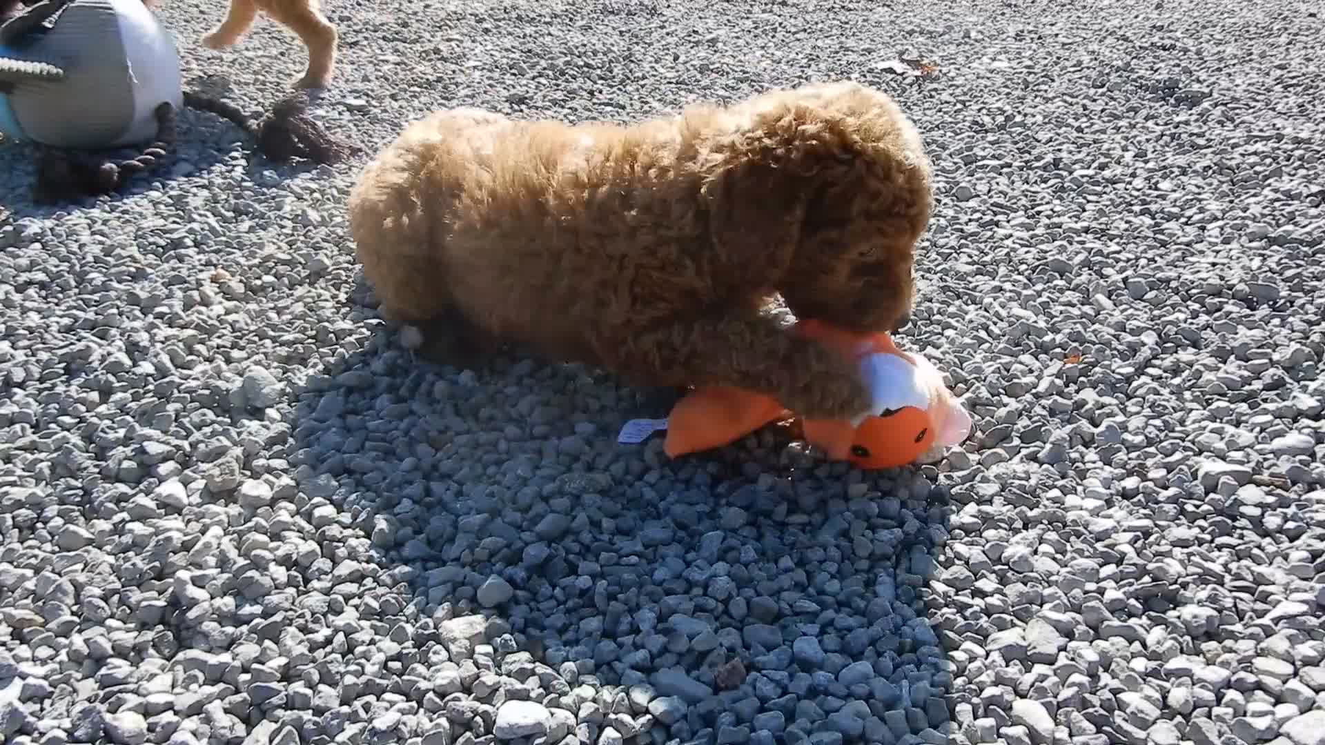 Mini Goldendoodle dogs for sale: Jake (Medium) - Video 1