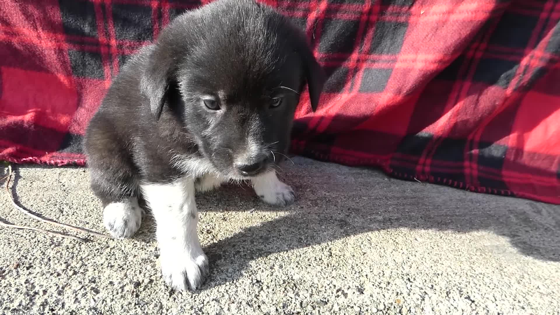 Great Pyrenees dogs for sale: Great Pyrenees Puppy 2 Mia - Video 1