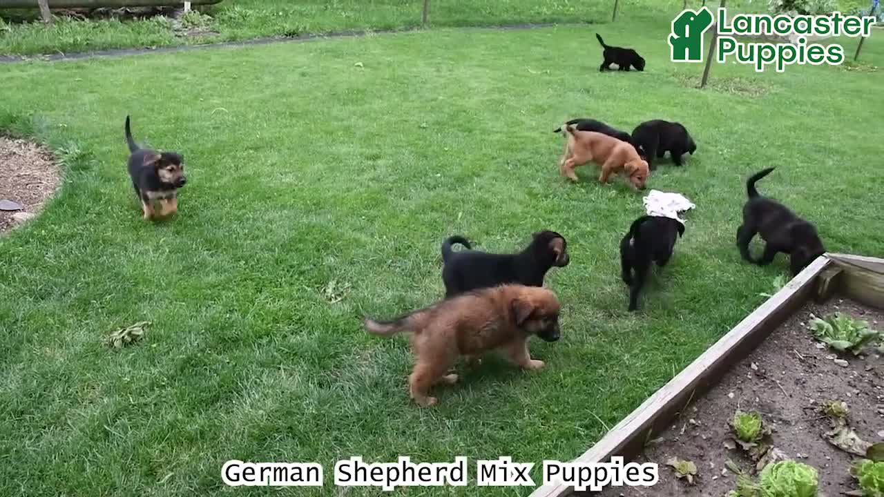 Golden Shepherd dogs for sale: Roxy - Video 1