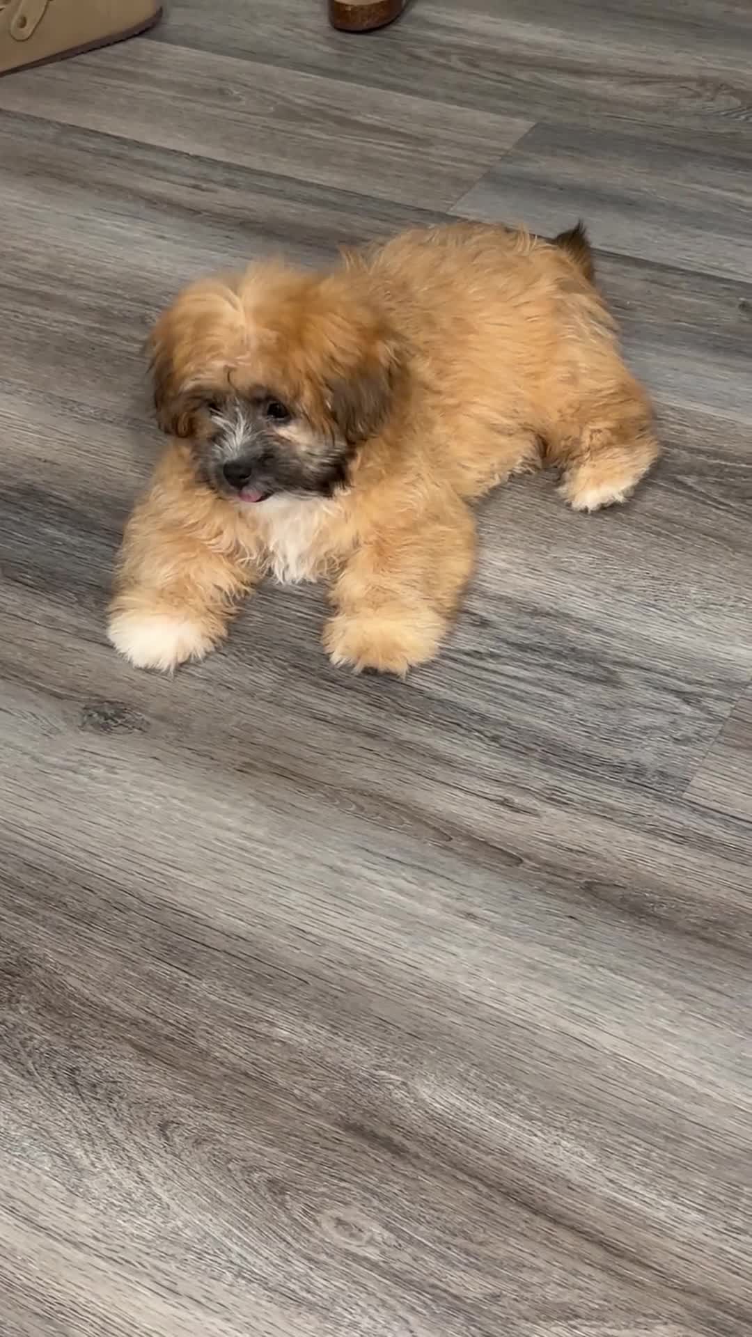 Mixed Breed dogs for sale: Milo - Video 1