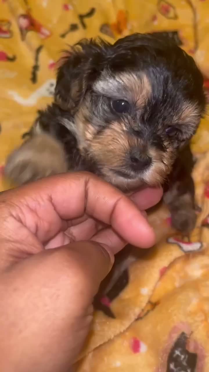 Yorkiepoo dogs for sale: Mary ann - Video 1