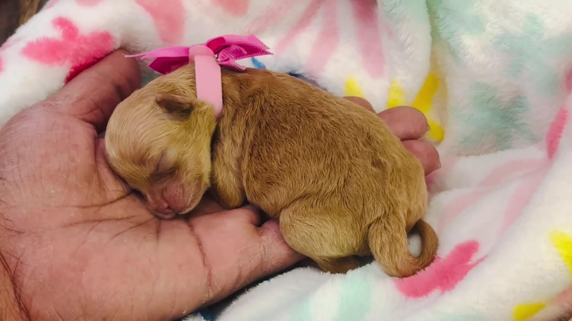 Shihpoo dogs for sale: Shihpoo Puppy 2 Pink - Video 1