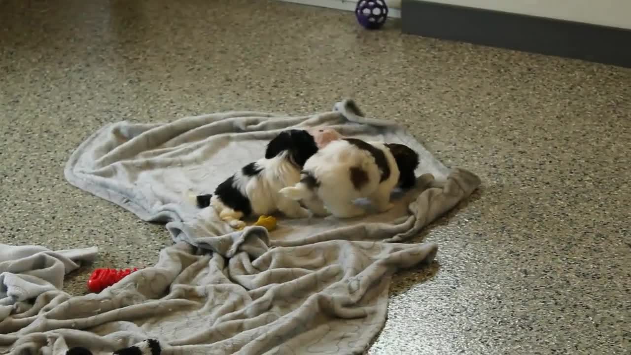 Shih Tzu dogs for sale: Ivy - Video 1