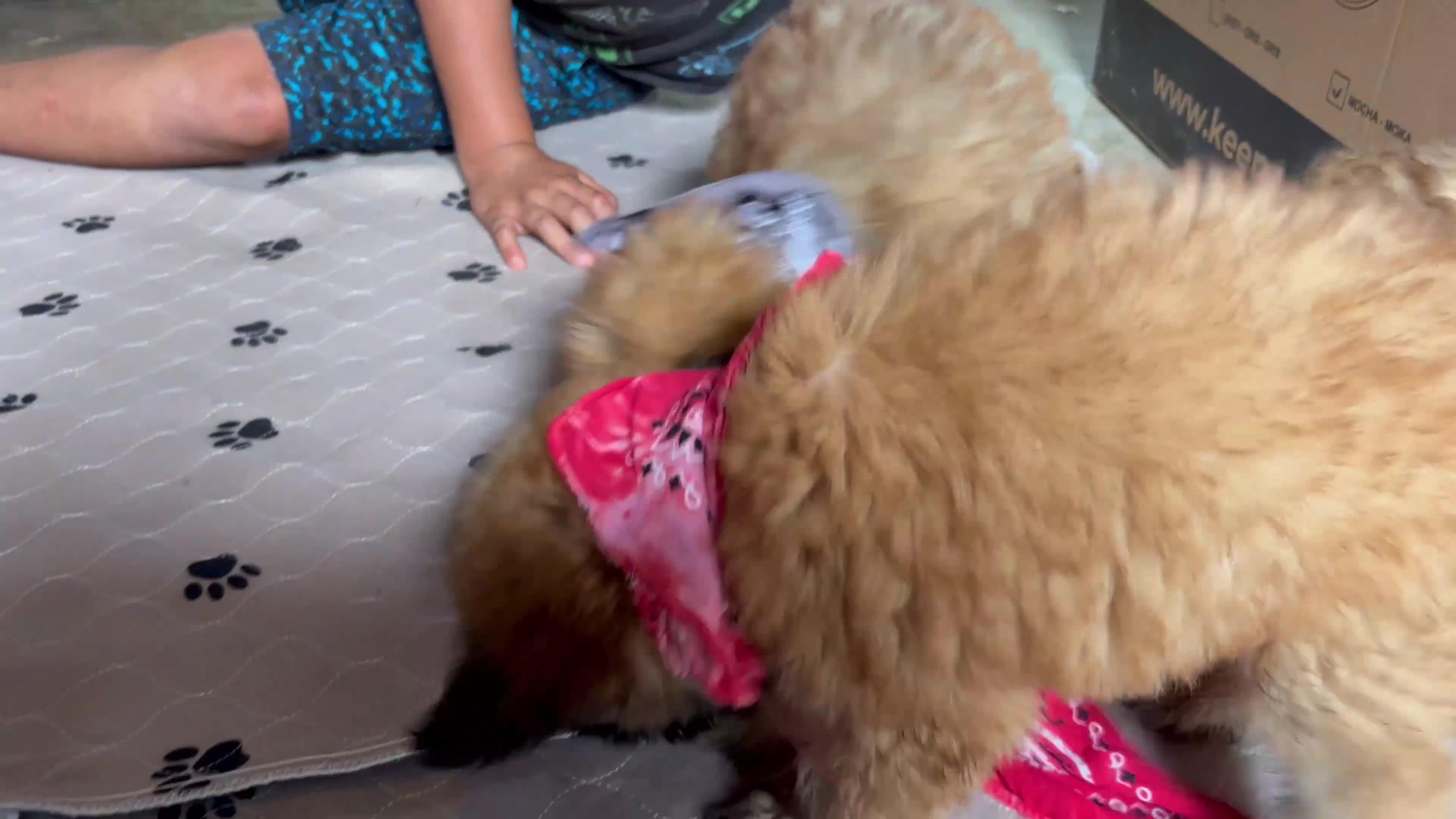 Soft Coated Wheaten Terrier dogs for sale: Cheesy - Video 1