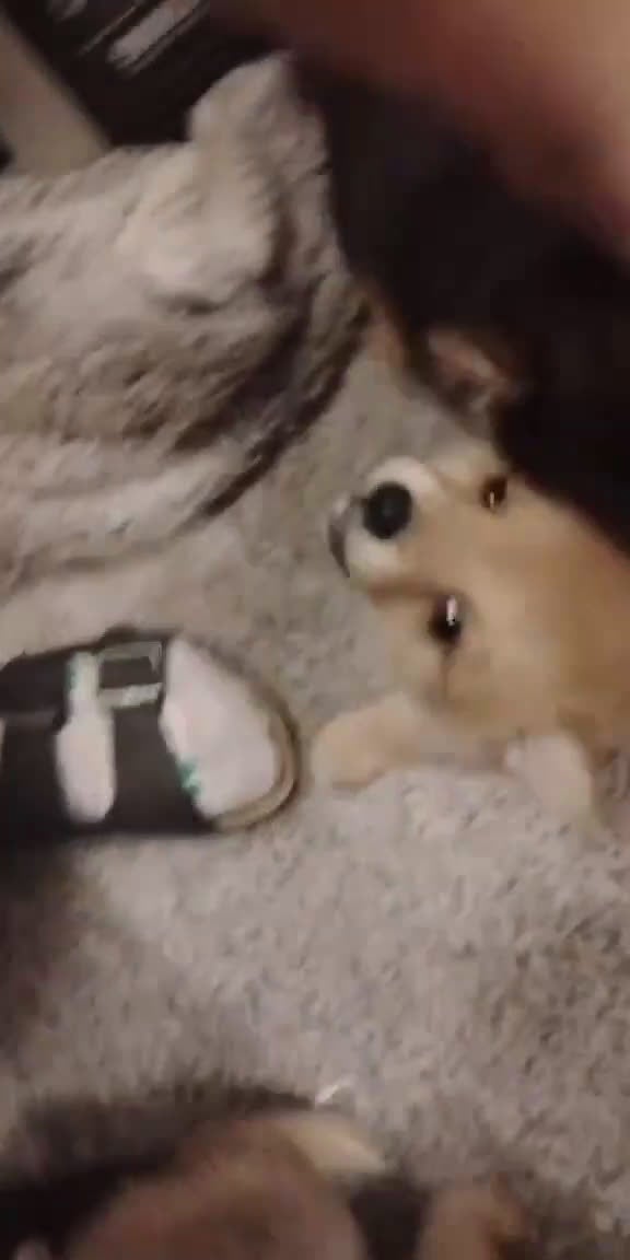 Mixed Breed dogs for sale: Mixed Breed Puppy 1 - Video 1