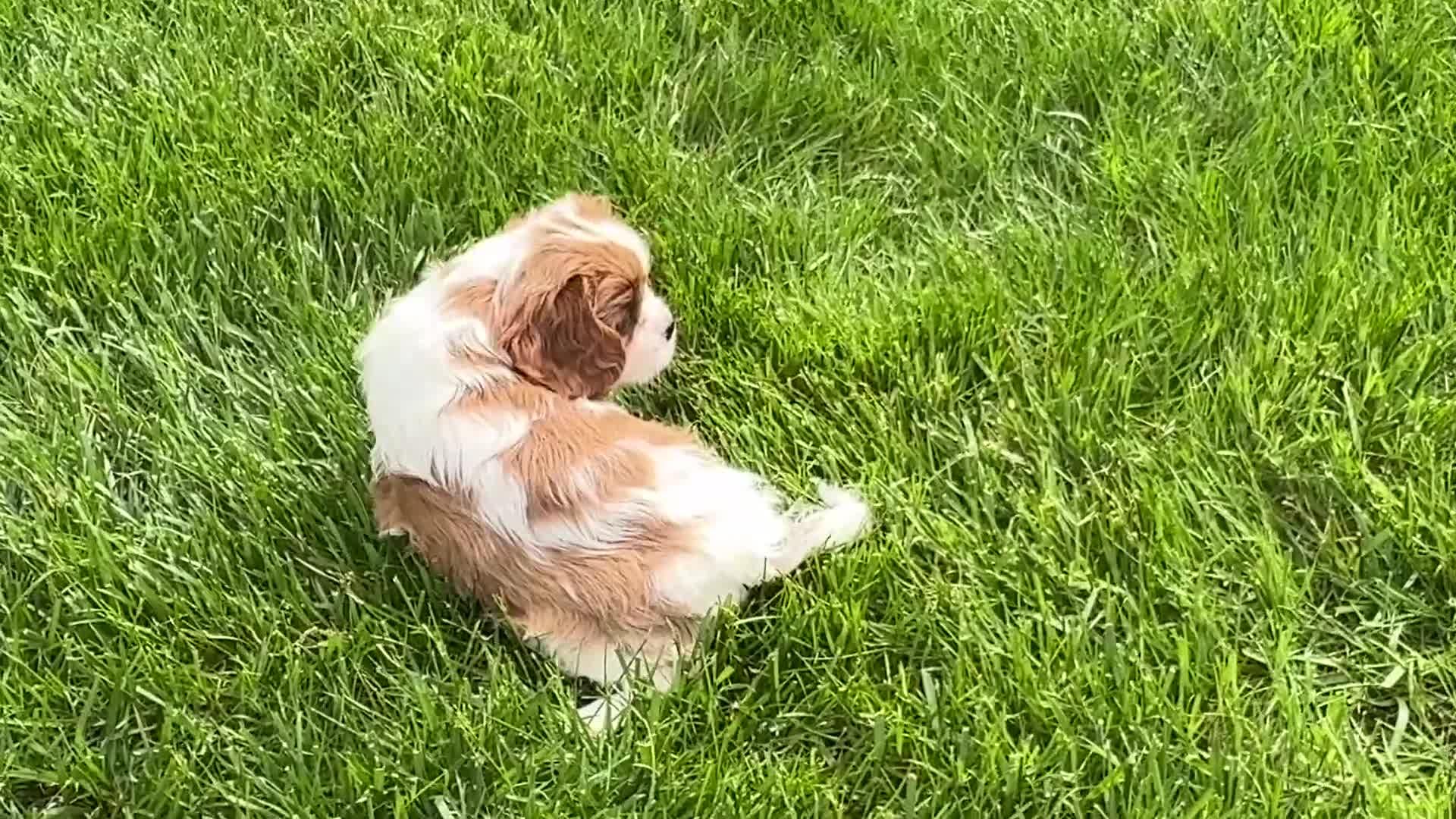 Cavalier King Charles Spaniel dogs for sale: Tess - Video 1