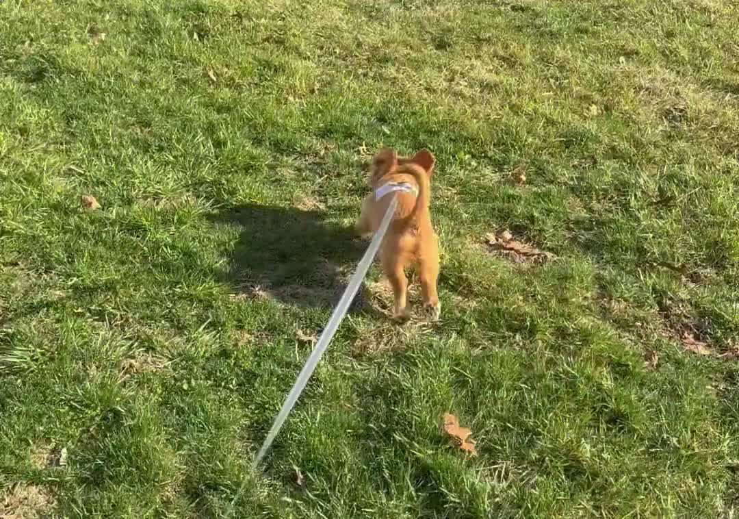 Mixed Breed dogs for sale: Mixed Breed Puppy 1 - Video 1