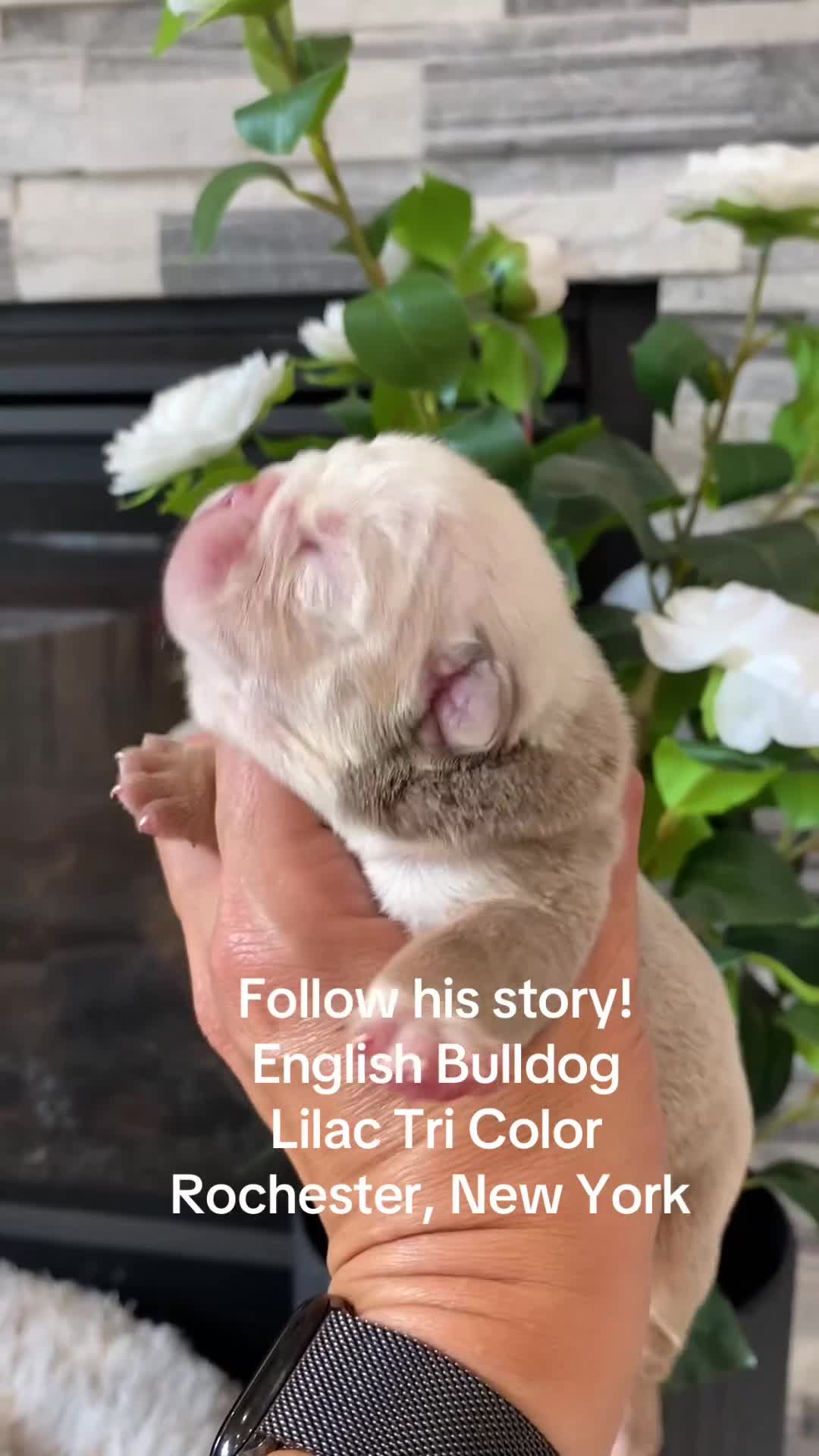English Bulldog dogs for sale: Snow Heart - Video 1