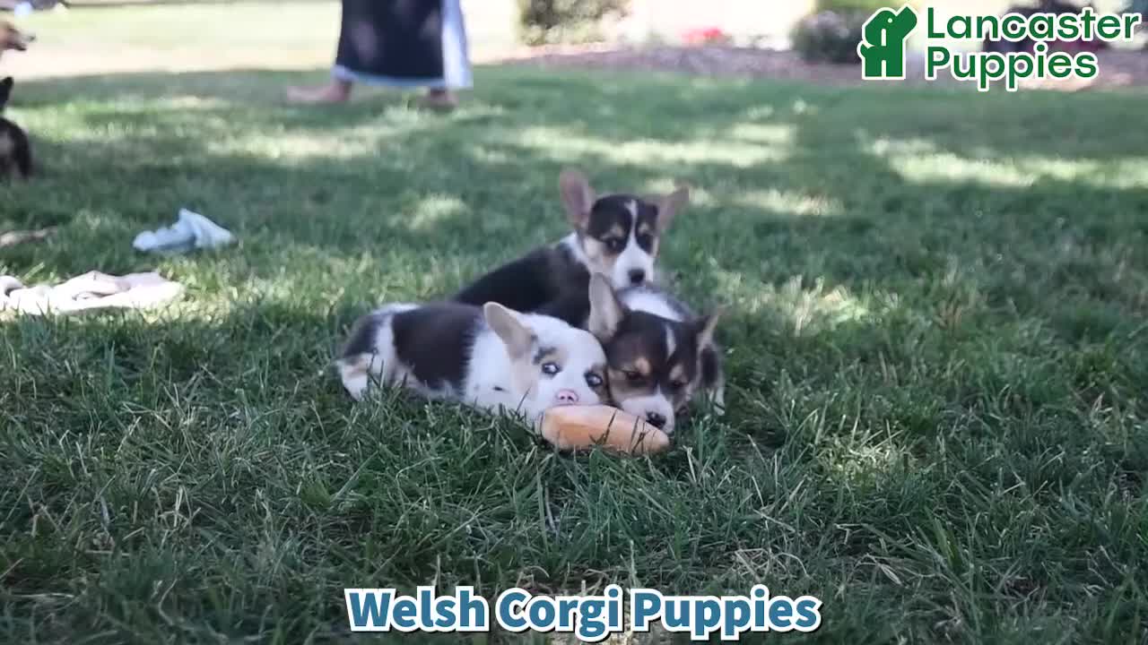 Welsh Corgi Pembroke dogs for sale: Renee - Video 1