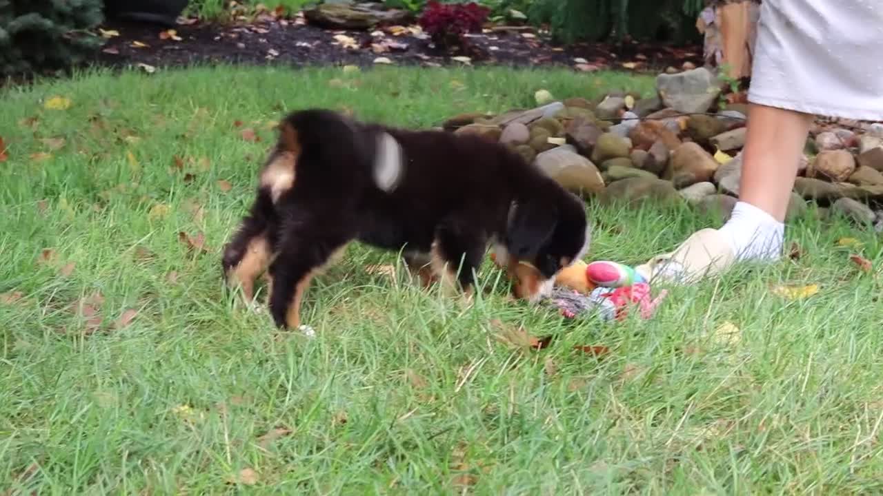 Bernese Mountain Dog dogs for sale: Sugar - Video 1