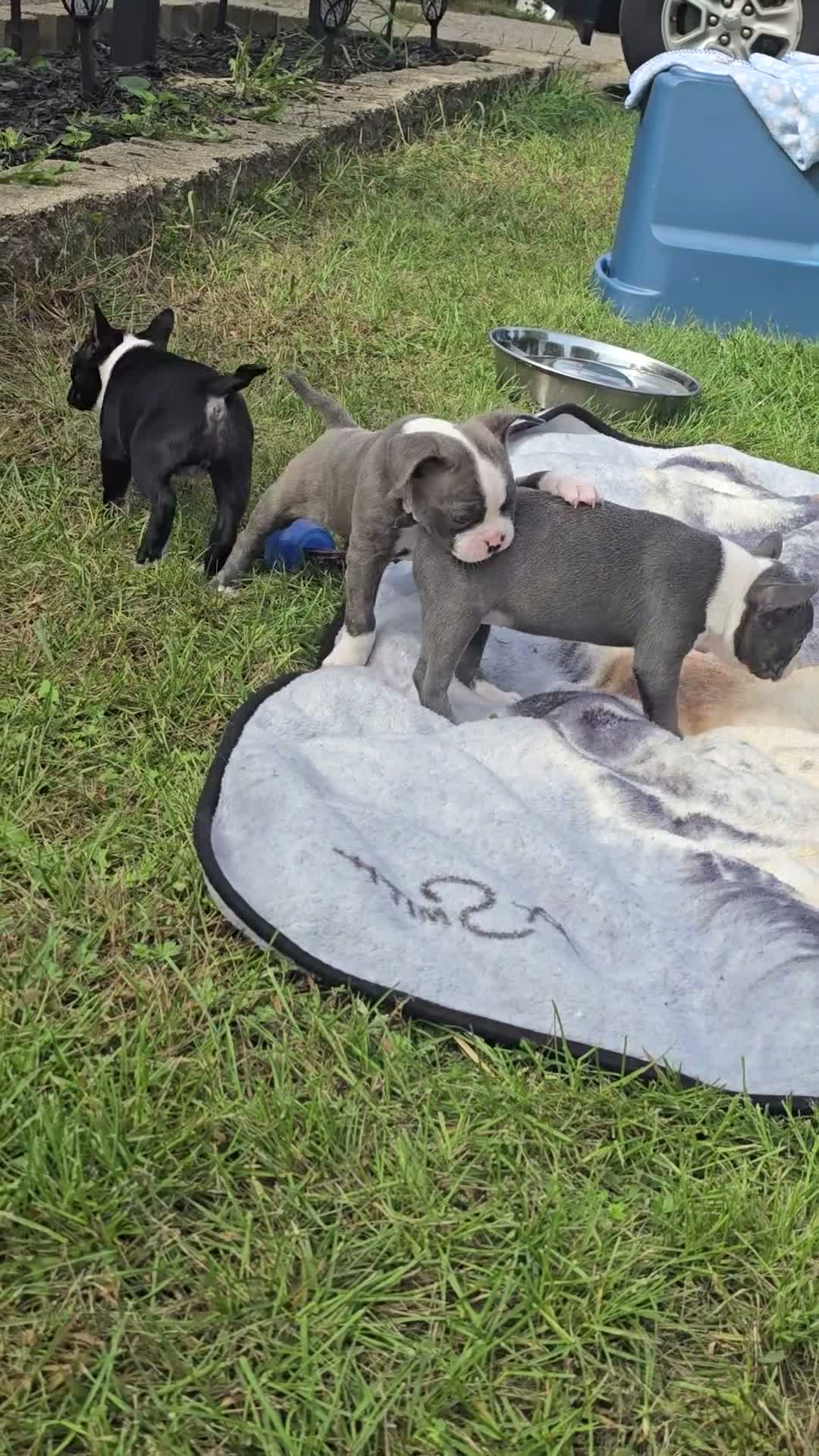 Mixed Breed dogs for sale: Frenchton female #1 - Video 3