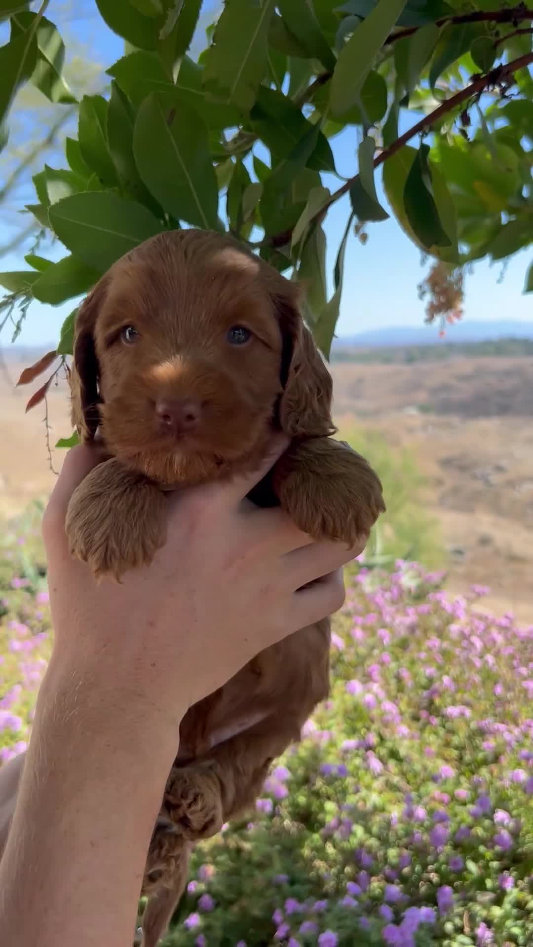 Australian Labradoodle dogs for sale: Cove - Video 1