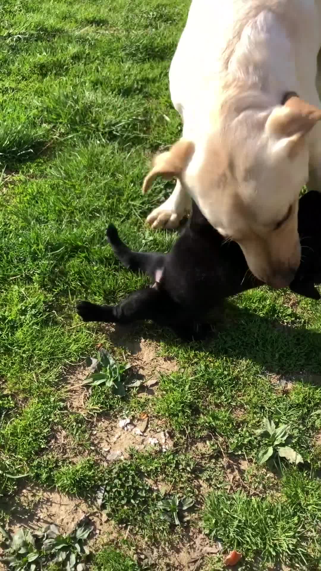 Labrador Retriever dogs for sale: Libby - Video 1