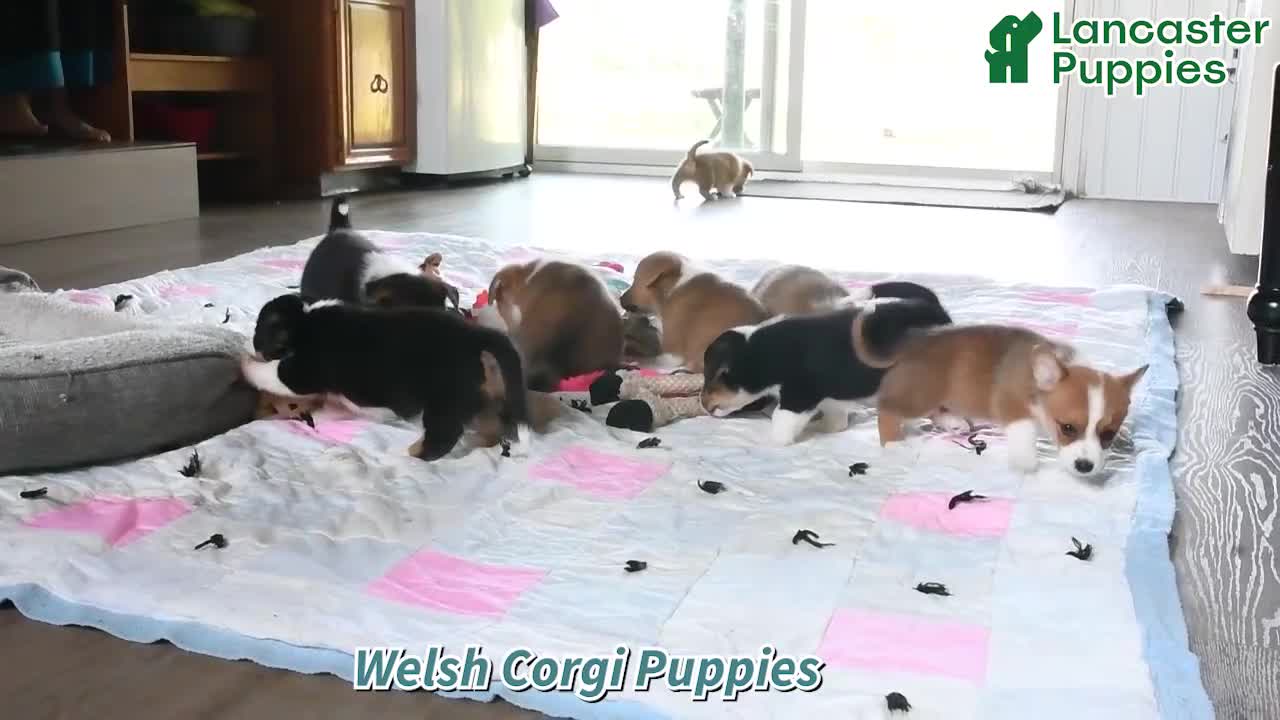 Welsh Corgi Pembroke dogs for sale: Carmen - Video 1