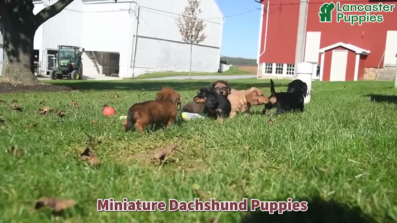 Miniature Dachshund dogs for sale: Dee   - Video 1