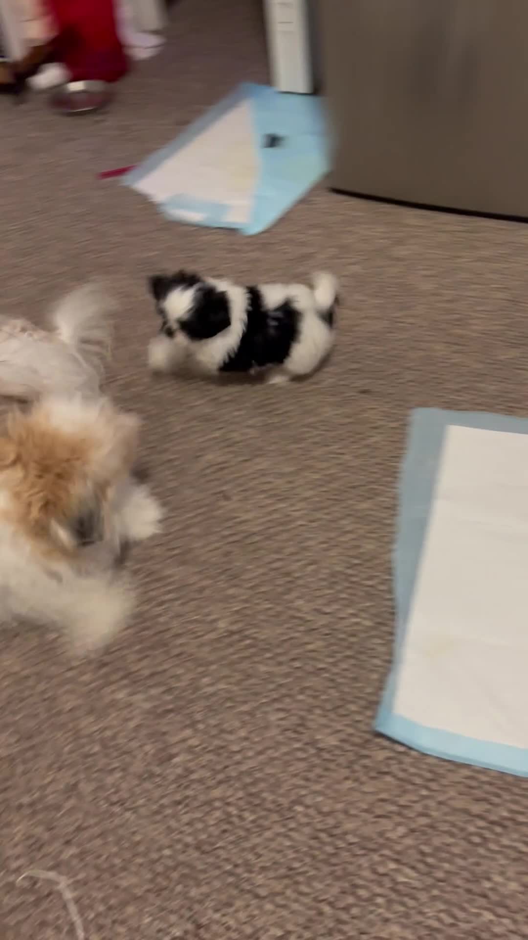 Shih Tzu dogs for sale: Shih Tzu Puppy 1 - Video 1