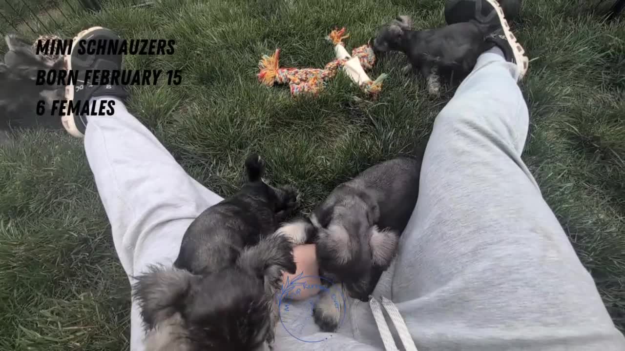 Miniature Schnauzer dogs for sale: Dolly - Video 2