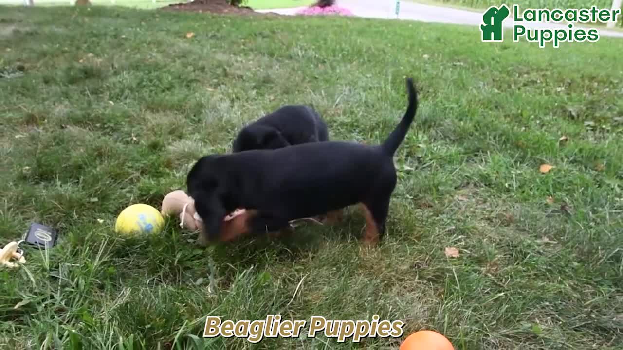 Beaglier dogs for sale: Jack - Video 1