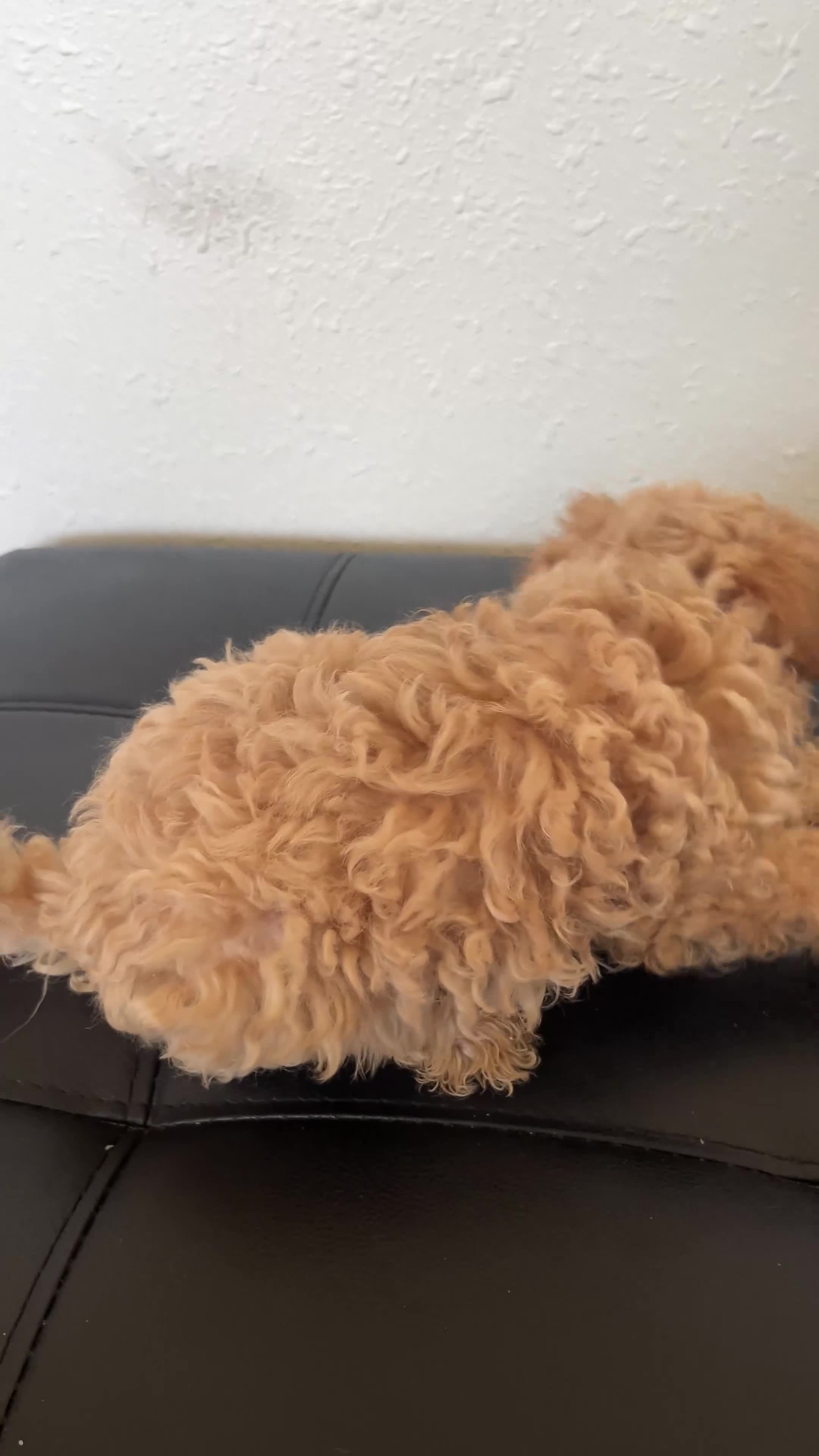 Maltipoo dogs for sale: Maltipoo 3 Male - Video 1