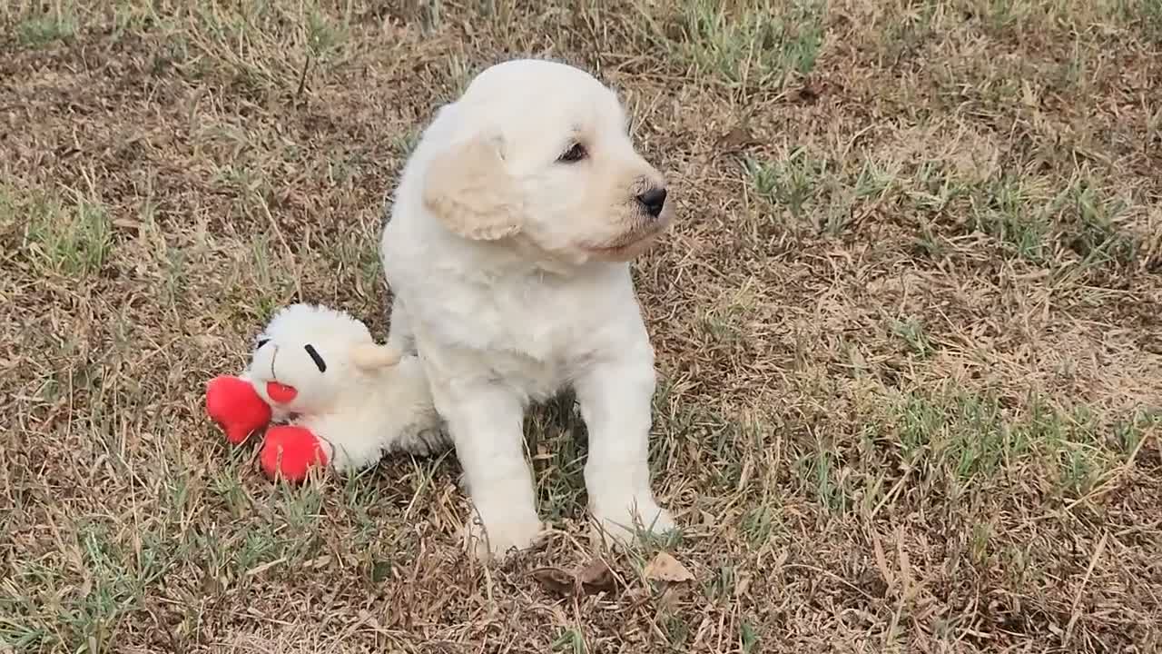 Goldendoodle dogs for sale: Wilkos - Video 1