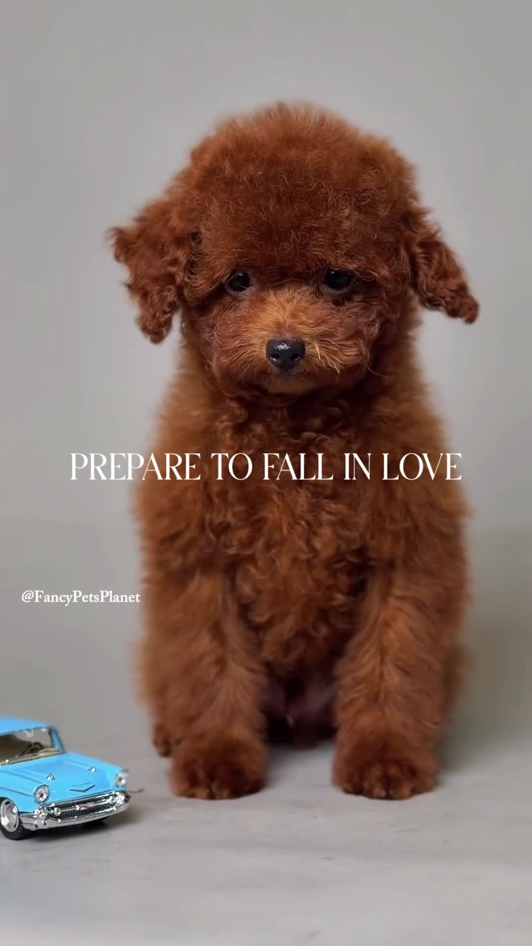 Toy Poodle dogs for sale: Francisca teddy bear dream  - Video 1