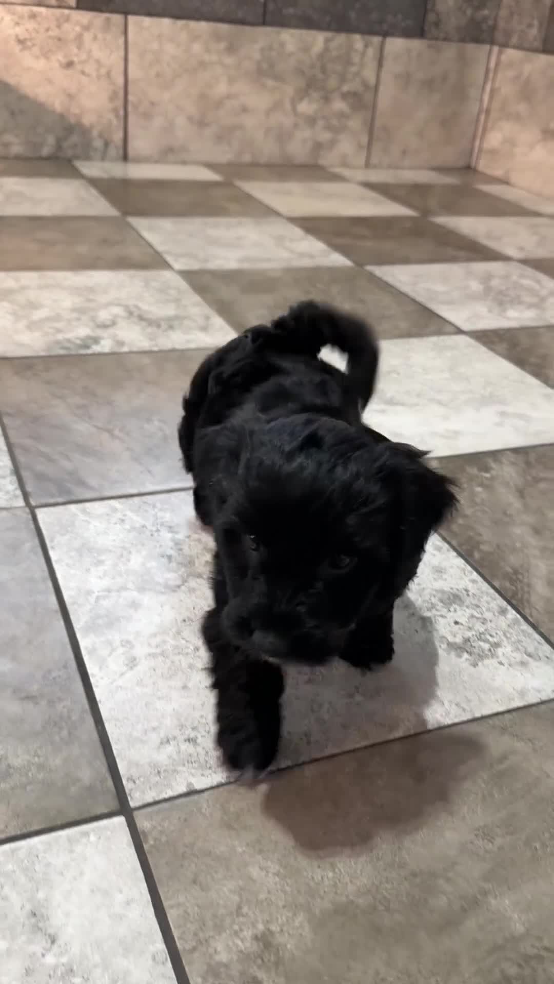 Mixed Breed dogs for sale: Leo - Video 1