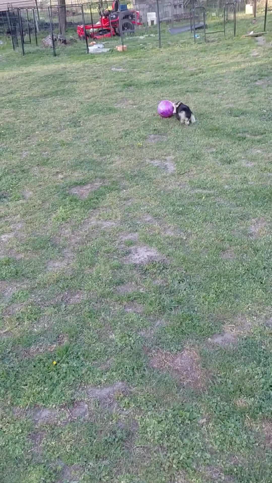 Welsh Corgi Pembroke dogs for sale: Welsh Corgi Pembroke litter of 4 puppies - Video 1