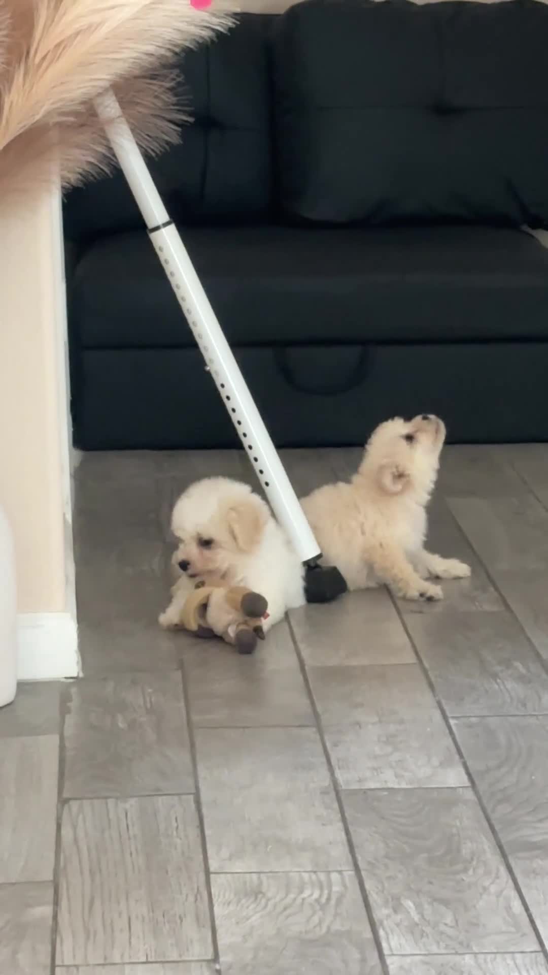 Miniature Poodle dogs for sale: Max - Video 1