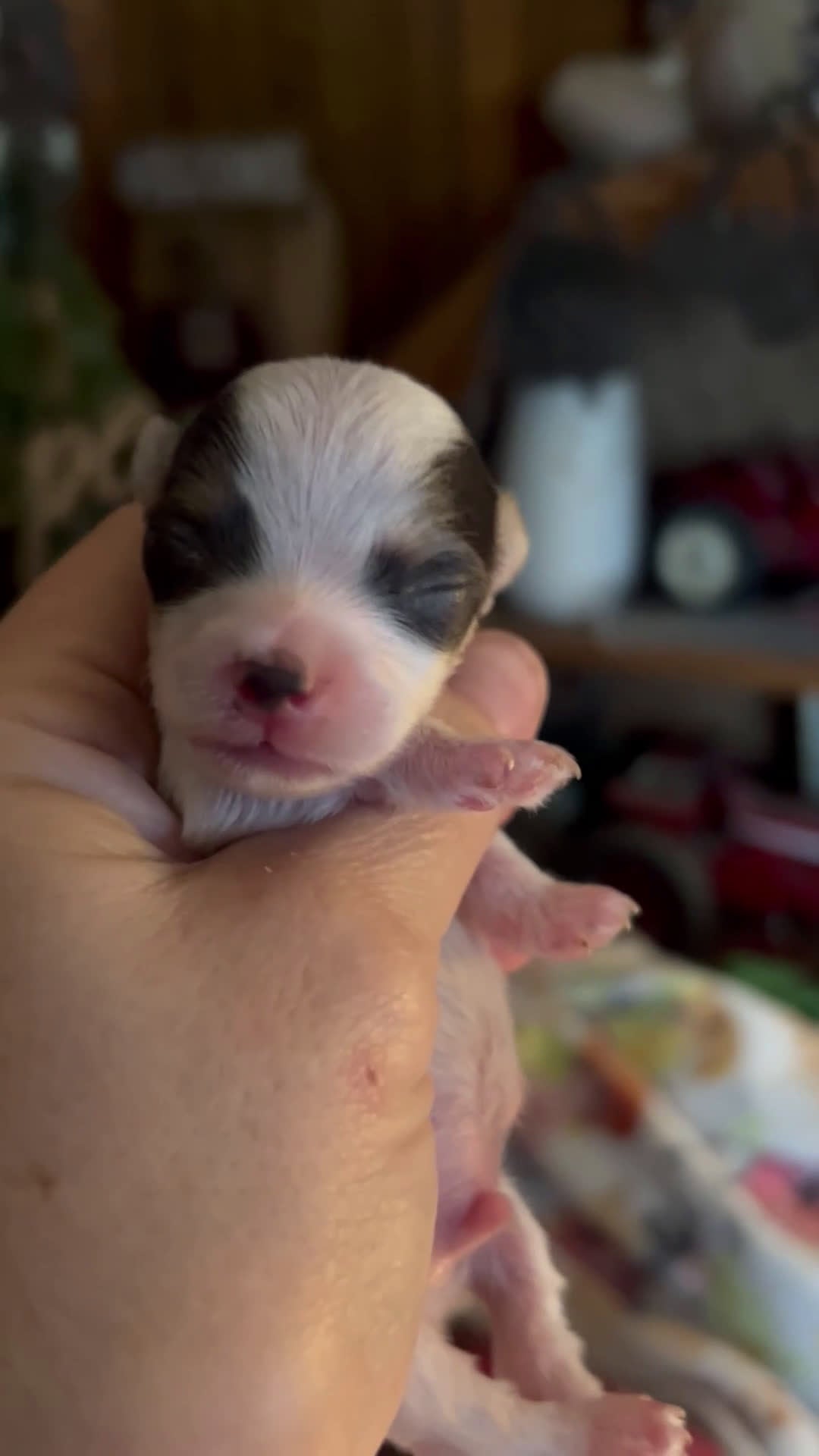 Yorkshire Terrier dogs for sale: Yorkshire Terrier Puppy 2 - Video 1