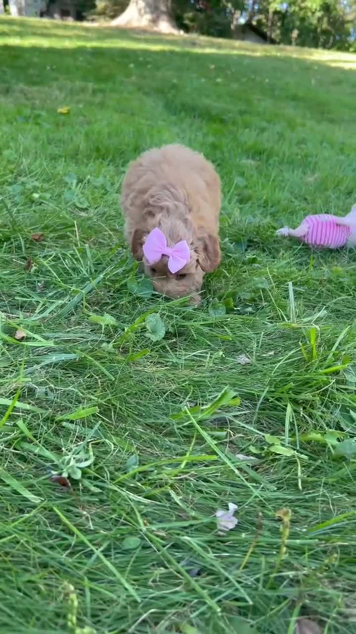 Mini Goldendoodle dogs for sale: Maddie 🎀 - Video 1