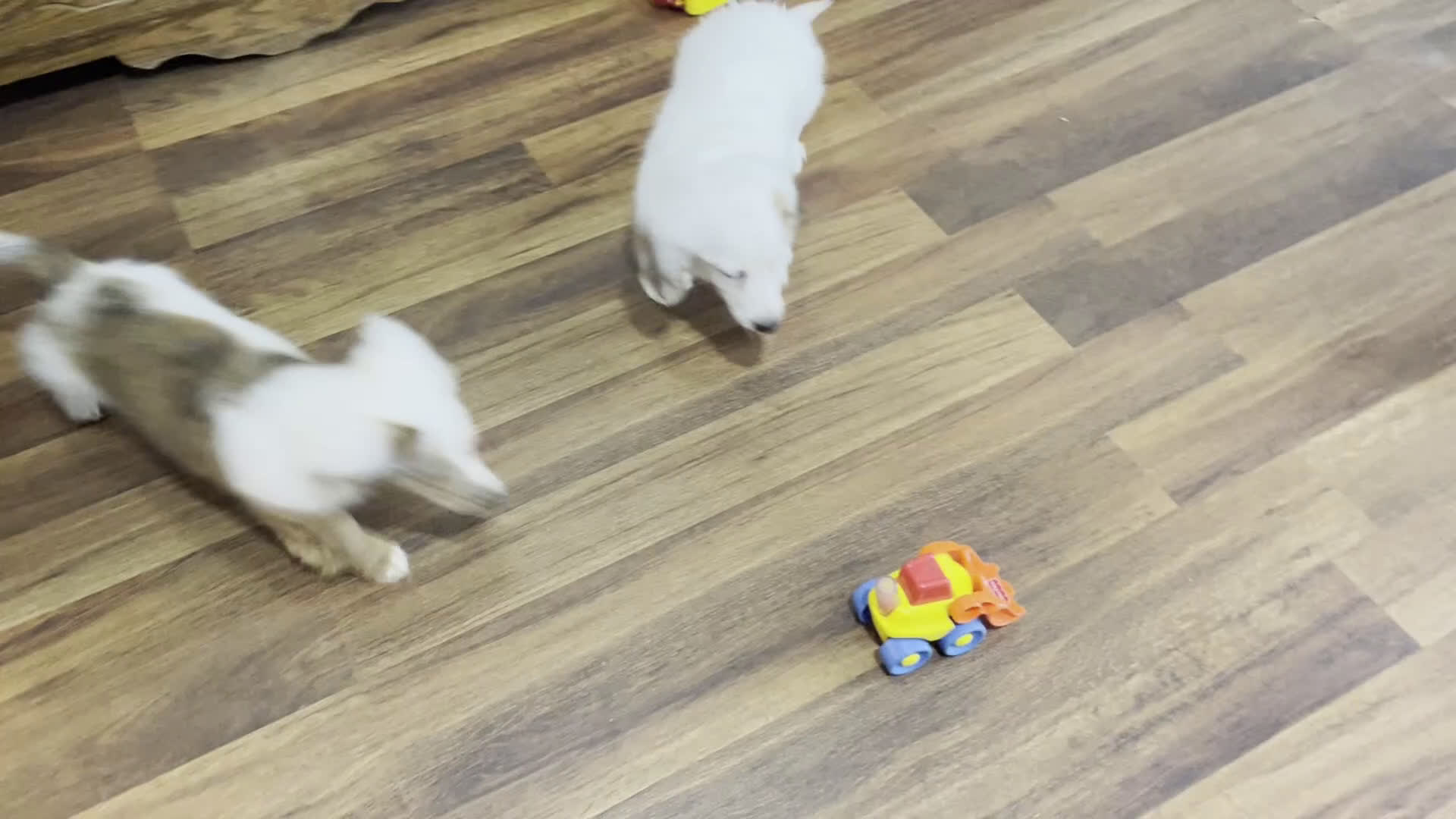 Miniature Dachshund dogs for sale: Valentine - Video 1