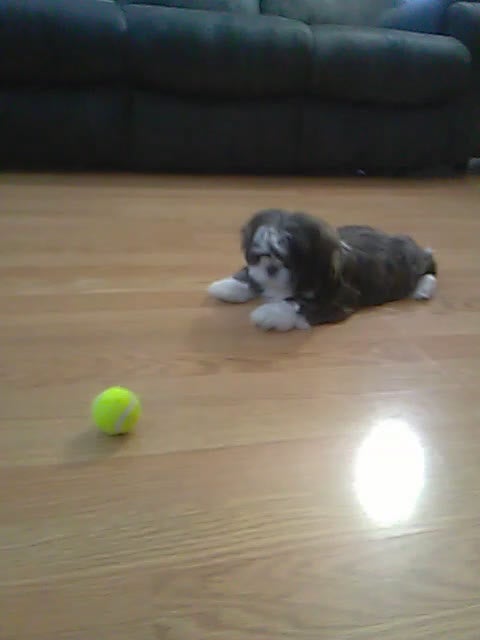 Shih Tzu dogs for sale: Charles - Video 1