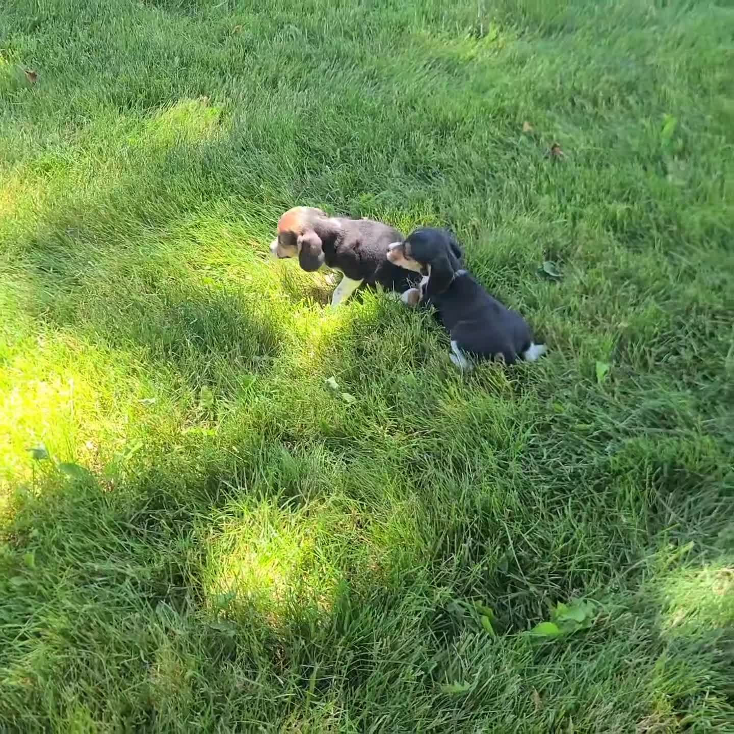 Beagle dogs for sale: Maddie - Video 1