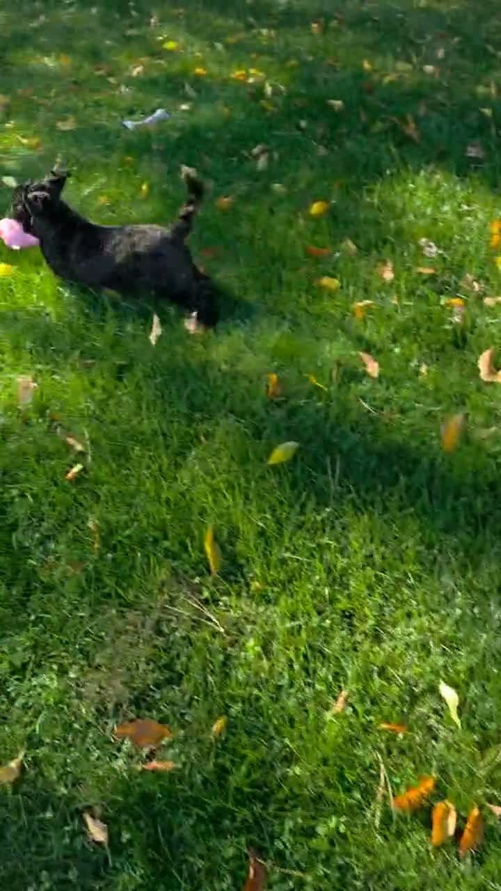 Shihpoo dogs for sale: Charlie Lee - Video 2